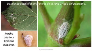 Ing. Agrónomo Víctor Romero
Detalle de cochinilla en el envés de la hoja y nudo del pámpano.
Macho
adulto y
hembra
oviplena.
 