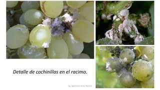 Ing. Agrónomo Víctor Romero
Detalle de cochinillas en el racimo.
 