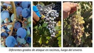 Diferentes grados de ataque en racimos, luego del envero.
 