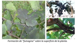 Formación de “fumagina” sobre la superficie de la planta.
 