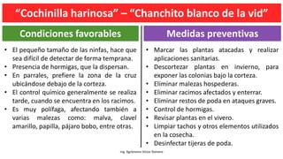 Ing. Agrónomo Víctor Romero
Condiciones favorables Medidas preventivas
• Marcar las plantas atacadas y realizar
aplicaciones sanitarias.
• Descortezar plantas en invierno, para
exponer las colonias bajo la corteza.
• Eliminar malezas hospederas.
• Eliminar racimos afectados y enterrar.
• Eliminar restos de poda en ataques graves.
• Control de hormigas.
• Revisar plantas en el vivero.
• Limpiar tachos y otros elementos utilizados
en la cosecha.
• Desinfectar tijeras de poda.
• El pequeño tamaño de las ninfas, hace que
sea difícil de detectar de forma temprana.
• Presencia de hormigas, que la dispersan.
• En parrales, prefiere la zona de la cruz
ubicándose debajo de la corteza.
• El control químico generalmente se realiza
tarde, cuando se encuentra en los racimos.
• Es muy polífaga, afectando también a
varias malezas como: malva, clavel
amarillo, papilla, pájaro bobo, entre otras.
“Cochinilla harinosa” – “Chanchito blanco de la vid”
 