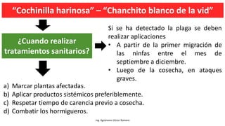 “Cochinilla harinosa” – “Chanchito blanco de la vid”
Ing. Agrónomo Víctor Romero
a) Marcar plantas afectadas.
b) Aplicar productos sistémicos preferiblemente.
c) Respetar tiempo de carencia previo a cosecha.
d) Combatir los hormigueros.
¿Cuando realizar
tratamientos sanitarios?
Si se ha detectado la plaga se deben
realizar aplicaciones
• A partir de la primer migración de
las ninfas entre el mes de
septiembre a diciembre.
• Luego de la cosecha, en ataques
graves.
 