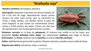 Ing. Agrónomo Víctor Romero
“Arañuela roja”
,
Nombre científico: Brevipalpus obovatus.
Descripción: pequeños arácnidos con forma ovalada, de
0,4 a 0,6 mm de largo. Reproducción sexual, ponen
huevos; de estos salen larvas, que se convierten en
ninfas y luego adultos. Los adultos tienen 8 patas de
corta longitud, lo que vuelve sus movimientos lentos.
Larvas y ninfas poseen seis patas. Tienen una alta tasa
de reproducción, con muchas generaciones anuales.
.
Síntomas: necrosis en la base de pámpanos. El síntoma más visible es en las hojas, que
presentan bordes doblados hacia abajo, con coloraciones violáceas que luego se tornan
bronceadas. En frutos, lesiones como manchas circulares amarillo-verdosas.
Daños: debilitamiento general de la planta. Ataques extremos, pueden causar caída de hojas,
Órganos que afecta: pámpanos, hojas, y racimos.
 