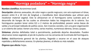 “Hormiga podadora” – “Hormiga negra”
Ing. Agrónomo Víctor Romero
Nombre científico: Acromirmex lundi.
Descripción: obreras asexuadas, de color negro a pardo negruzco; con seis espinasen el tórax;
poseen entre 8 a 10 mm de longitud, y mandíbulas bien desarrolladas que utilizan para
recolectar material vegetal. Este lo almacenan en el hormiguero como sustrato para el
desarrollo de hongos de los cuales se alimentan todos los integrantes de la colonia. Sus
hormigueros pueden tener entre 0,5 a 2 metros de profundidad; poseen varias bocas de
salida y la principal rodeada de palitos secos. Son insectos sociales, con una gran organización
y un sistema de castas: tienen una reina, varios machos, numerosas obreras, larvas y pupas.
Síntomas: plantas defoliadas total o parcialmente, pudiendo dejarlas devastadas. Pueden
observarse restos vegetales al pie de la planta o en las cercanías de la entrada del hormiguero.
Daños: debilitamiento general de las plantas, llegando a secarse en el caso de ataques
repetidos y defoliaciones severas. En plantas jóvenes, el efecto es más notable.
Órganos que afecta: hojas.
 