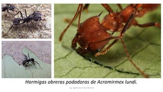 Ing. Agrónomo Víctor Romero
Hormigas obreras podadoras de Acromirmex lundi.
 