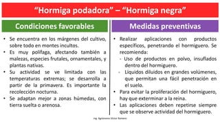 Ing. Agrónomo Víctor Romero
Condiciones favorables Medidas preventivas
• Realizar aplicaciones con productos
específicos, penetrando el hormiguero. Se
recomienda:
- Uso de productos en polvo, insuflados
dentro del hormiguero.
- Líquidos diluidos en grandes volúmenes,
que permitan una fácil penetración en
el suelo.
• Para evitar la proliferación del hormiguero,
hay que exterminar a la reina.
• Las aplicaciones deben repetirse siempre
que se observe actividad del hormiguero.
• Se encuentra en los márgenes del cultivo,
sobre todo en montes incultos.
• Es muy polífaga, afectando también a
malezas, especies frutales, ornamentales, y
plantas nativas.
• Su actividad se ve limitada con las
temperaturas extremas; se desarrolla a
partir de la primavera. Es importante la
recolección nocturna.
• Se adaptan mejor a zonas húmedas, con
tierra suelta o arenosa.
“Hormiga podadora” – “Hormiga negra”
 