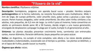 “Filoxera de la vid”
Ing. Agrónomo Víctor Romero
Nombre científico: Phylloxera vitifoliae.
Descripción: homópteros, pulgones con aparato bucal sucso – picador. Hembra ovípara
partenogenética en la forma radicícola, no necesita fecundación para multiplicarse. Mide 1
mm de largo, de cuerpo piriforme, color amarillo claro, patas cortas y gruesas y ojos rojos
oscuro. Ponen huevos alargados, color verde amarillento. De ellos salen ninfas similares a las
adultas, más pequeñas, de 0,3 mm de largo. La ninfa II pasa el invierno, hasta convertirse en
adulta en primavera donde pone 40 a 50 huevos, dando origen a una nueva generación,
encargada de desplazarse y propagar la plaga por el suelo, Cumple 5 a 6 generaciones al año.
Síntomas: las plantas atacadas presentan crecimiento lento, sarmientos con entrenudos
cortos, menor diámetro, floración deficiente, bayas pequeñas con poco azúcar.
Daños: en Argentina, no cumple el ciclo completo; solo afecta a las raíces donde produce
nudosidades y tuberosidades, ocasionado con el tiempo su perdida. Las plantas se debilitan, y
en el lapso de 4 años, puede causar su muerte.
Órganos que afecta: raíces.
 