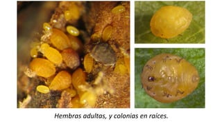 Hembras adultas, y colonias en raíces.
 