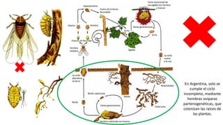 Ninfa radicícola
Ninfa
Ninfa
Ninfa
En Argentina, solo se
cumple el ciclo
incompleto, mediante
hembras ovíparas
partenogenéticas, que
colonizan las raíces de
las plantas.
 