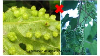 Ing. Agrónomo Víctor Romero
Formación de agallas en hojas.
 