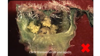 Ing. Agrónomo Víctor Romero
Corte transversal de una agalla.
 