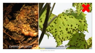 Ing. Agrónomo Víctor Romero
Detalle de agallas.
Colonias en raíces.
 