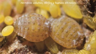 Ing. Agrónomo Víctor Romero
Hembras adultas, ninfas y huevos en raíces.
 