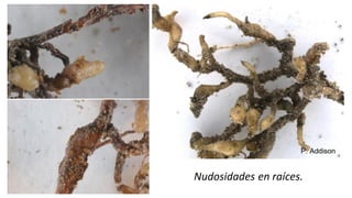 Nudosidades en raíces.
 