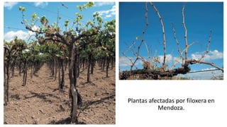 Plantas afectadas por filoxera en
Mendoza.
 