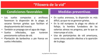 Ing. Agrónomo Víctor Romero
Condiciones favorables Medidas preventivas
• En suelos arenosos, la dispersión es más
difícil, ya que no se generan grietas.
• En la vid europeas la plaga no afecta el
follaje; la hembra fundadora de las
colonias aéreas no progresa, por lo que se
interrumpe el ciclo.
• Uso de portainjertos de vid americana,
como única solución efectiva a la aparición
de la plaga.
• Los suelos compactos y arcillosos
favorecen la dispersión de la plaga; al
secarse forman grietas que facilitan el
desplazamiento del insecto.
• También se propaga con el agua de riego.
• Suelos infectados, que tuvieron
previamente cultivos de vid.
• Plantación de barbechos a pie franco en
suelos infectados.
“Filoxera de la vid”
 