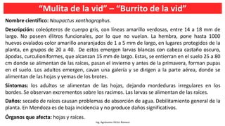 “Mulita de la vid” – “Burrito de la vid”
Ing. Agrónomo Víctor Romero
Nombre científico: Naupactus xanthographus.
Descripción: coleópteros de cuerpo gris, con líneas amarillo verdosas, entre 14 a 18 mm de
largo. No poseen élitros funcionales, por lo que no vuelan. La hembra, pone hasta 1000
huevos ovalados color amarillo anaranjados de 1 a 5 mm de largo, en lugares protegidos de la
planta, en grupos de 20 a 40. De estos emergen larvas blancas con cabeza castaño oscuro,
ápodas, curculioniformes, que alcanzan 15 mm de largo. Estas, se entierran en el suelo 25 a 80
cm donde se alimentan de las raíces, pasan el invierno y antes de la primavera, forman pupas
en el suelo. Los adultos emergen, cavan una galería y se dirigen a la parte aérea, donde se
alimentan de las hojas y yemas de los brotes.
Síntomas: los adultos se alimentan de las hojas, dejando mordeduras irregulares en los
bordes. Se observan excrementos sobre los racimos. Las larvas se alimentan de las raíces.
Daños: secado de raíces causan problemas de absorción de agua. Debilitamiento general de la
planta. En Mendoza es de baja incidencia y no produce daños significativos.
Órganos que afecta: hojas y raíces.
 