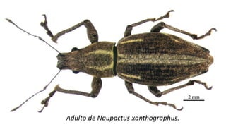 Adulto de Naupactus xanthographus.
 