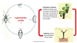 Ing. Agrónomo Víctor Romero
Invierno: larvas
alimentándose
de las raíces.
Primavera / Verano:
adultos en hojas, que
se comen los bordes de
las hojas. En racimos se
observan deyecciones.
Las larvas se entierran
en el suelo.
1 generación
al año
 