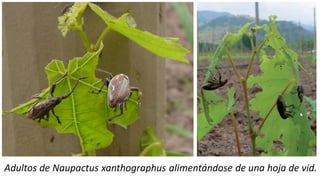 Adultos de Naupactus xanthographus alimentándose de una hoja de vid.
 