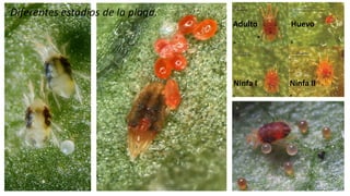 Adulto Huevo
Ninfa I Ninfa II
Diferentes estadios de la plaga.
 