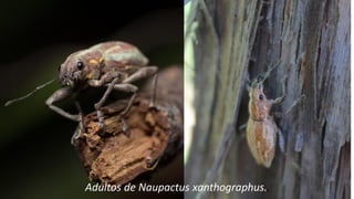 Ing. Agrónomo Víctor Romero
Adultos de Naupactus xanthographus..
 