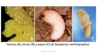 Ing. Agrónomo Víctor Romero
Huevos (A), larvas (B) y pupas (C) de Naupactus xanthographus.
A B C
 