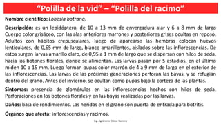 “Polilla de la vid” – “Polilla del racimo”
Ing. Agrónomo Víctor Romero
Nombre científico: Lobesia botrana.
Descripción: es un lepidóptero, de 10 a 13 mm de envergadura alar y 6 a 8 mm de largo
Cuerpo color grisáceo, con las alas anteriores marrones y posteriores grises ocultas en reposo.
Adultos con hábitos crepusculares, luego de aparearse las hembras colocan huevos
lenticulares, de 0,65 mm de largo, blanco amarillentos, aislados sobre las inflorescencias. De
estos surgen larvas amarillo claro, de 0,95 a 1 mm de largo que se dispersan con hilos de seda,
hacia los botones florales, donde se alimentan. Las larvas pasan por 5 estadios, en el último
miden 10 a 15 mm. Luego forman pupas color marrón de 4 a 9 mm de largo en el exterior de
las inflorescencias. Las larvas de las próximas generaciones perforan las bayas, y se refugian
dentro del grano. Antes del invierno, se ocultan como pupas bajo la corteza de las plantas.
Síntomas: presencia de glomérulos en las inflorescencias hechos con hilos de seda.
Perforaciones en los botones florales y en las bayas realizadas por las larvas.
Daños: baja de rendimientos. Las heridas en el grano son puerta de entrada para botritis.
Órganos que afecta: inflorescencias y racimos.
 