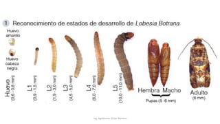 Ing. Agrónomo Víctor Romero
 