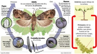 Primavera: de las
pulpas emergen
adultos, que ponen
huevos en las
inflorescencias. Luego,
ponen en las bayas.
Invierno: pupas debajo de
la corteza.
 