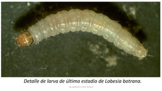 Ing. Agrónomo Víctor Romero
Detalle de larva de último estadio de Lobesia botrana.
 
