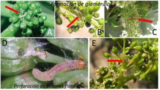 Formación de glomérulos
Perforación de botones florales.
A B C
D E
 