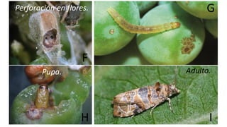 Ing. Agrónomo Víctor Romero
F
G
H I
Adulto.
Perforación en flores.
Pupa.
 