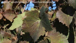 Ing. Agrónomo Víctor Romero
Hojas de vid afectadas, con la superficie bronceada.
 