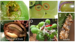 Ing. Agrónomo Víctor Romero
A B
C D
Perforación en bayas.
Larva en el fruto Pupa Adulto
E
 