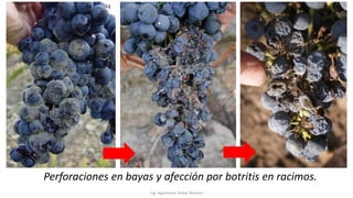 Ing. Agrónomo Víctor Romero
Perforaciones en bayas y afección por botritis en racimos.
 