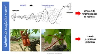 Ing. Agrónomo Víctor Romero
Método
de
confusión
sexual
Emisión de
feromonas por
la hembra
Uso de
feromonas
sintéticas
 