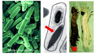 Bacillus thuringiensis.
 