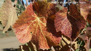 Ing. Agrónomo Víctor Romero
Detalle de síntomas en hojas.
 