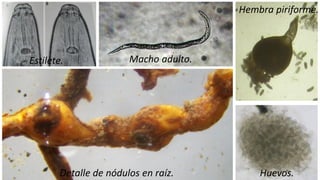 Macho adulto.
Hembra piriforme.
Huevos.
Detalle de nódulos en raíz.
Estilete.
 
