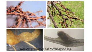 Nódulos generados por Meloidogyne spp.
 