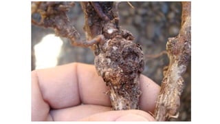 Ing. Agrónomo Víctor Romero
 