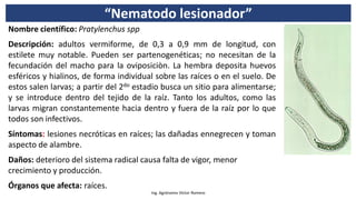 “Nematodo lesionador”
Ing. Agrónomo Víctor Romero
Nombre científico: Pratylenchus spp
Descripción: adultos vermiforme, de 0,3 a 0,9 mm de longitud, con
estilete muy notable. Pueden ser partenogenéticas; no necesitan de la
fecundación del macho para la oviposiciòn. La hembra deposita huevos
esféricos y hialinos, de forma individual sobre las raíces o en el suelo. De
estos salen larvas; a partir del 2do estadio busca un sitio para alimentarse;
y se introduce dentro del tejido de la raíz. Tanto los adultos, como las
larvas migran constantemente hacia dentro y fuera de la raíz por lo que
todos son infectivos.
Síntomas: lesiones necróticas en raíces; las dañadas ennegrecen y toman
aspecto de alambre.
Daños: deterioro del sistema radical causa falta de vigor, menor
crecimiento y producción.
Órganos que afecta: raíces.
 