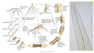 Ing. Agrónomo Víctor Romero
 