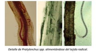 Detalle de Pratylenchus spp. alimentándose del tejido radical.
 