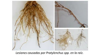 Lesiones causadas por Pratylenchus spp. en la raíz.
 