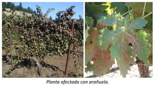 Planta afectada con arañuela.
 