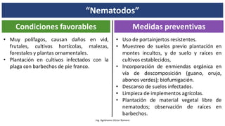 “Nematodos”
Ing. Agrónomo Víctor Romero
Condiciones favorables Medidas preventivas
• Uso de portainjertos resistentes.
• Muestreo de suelos previo plantación en
montes incultos, y de suelo y raíces en
cultivos establecidos,
• Incorporación de enmiendas orgánica en
vía de descomposición (guano, orujo,
abonos verdes); biofumigación.
• Descanso de suelos infectados.
• Limpieza de implementos agrícolas.
• Plantación de material vegetal libre de
nematodos; observación de raíces en
barbechos.
• Muy polífagos, causan daños en vid,
frutales, cultivos hortícolas, malezas,
forestales y plantas ornamentales.
• Plantación en cultivos infectados con la
plaga con barbechos de pie franco.
 