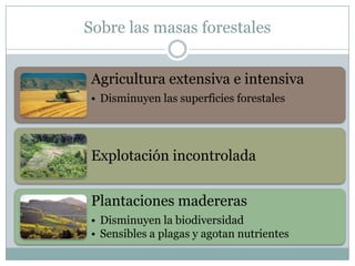 Sobre las masas forestales
Agricultura extensiva e intensiva
• Disminuyen las superficies forestales
Explotación incontrolada
Plantaciones madereras
• Disminuyen la biodiversidad
• Sensibles a plagas y agotan nutrientes
 