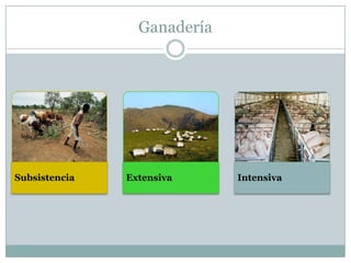 Ganadería
Subsistencia Extensiva Intensiva
 